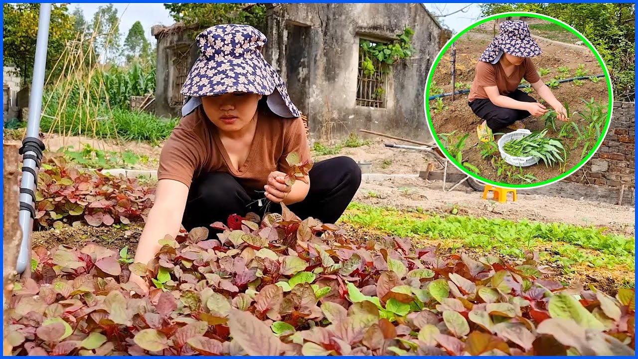 HƯỚNG DẪN Thu Hoạch Rau Muốn Và Rau Dền Đơn Giản Tại Vườn - YouTube