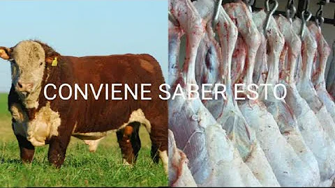 ¿Cuánta carne puedo obtener de una vaca de 450 kg?