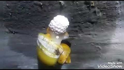 Tận Cảnh Qui Trình Đẻ Trứng Của Ốc Táo .......