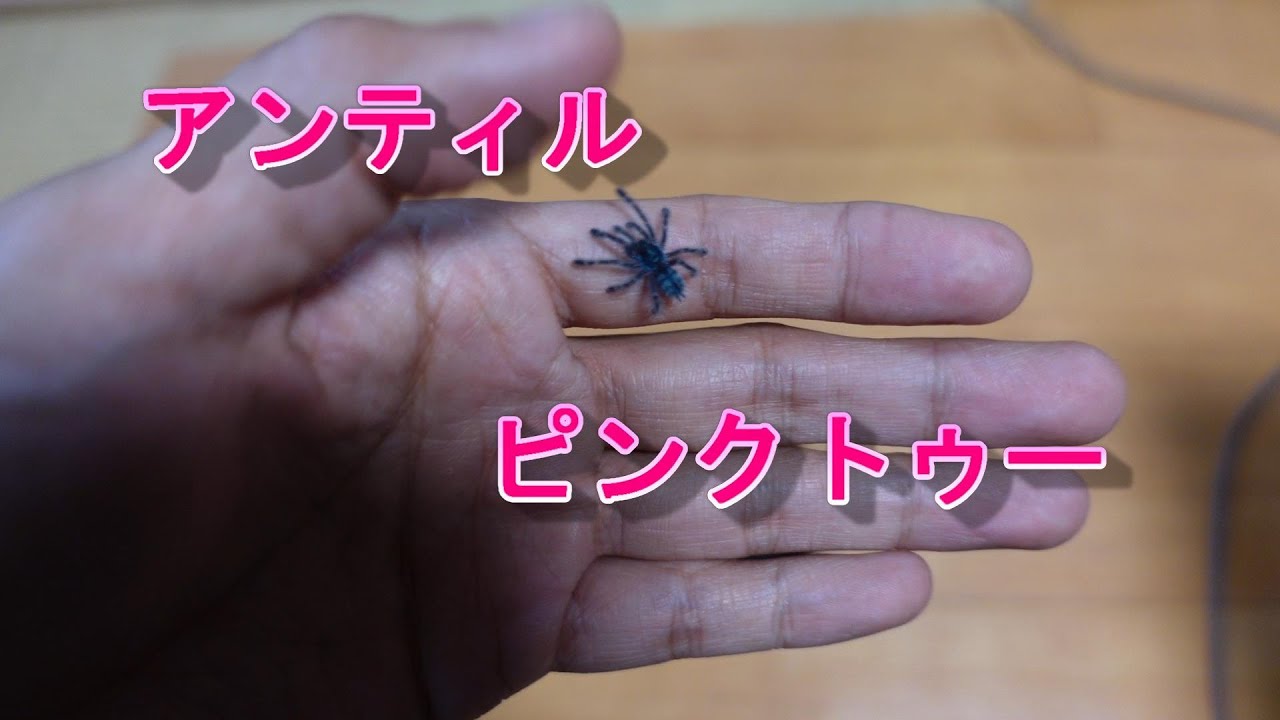 アンティルピンクトゥーの紹介 Youtube アンティルピンクトゥーの紹介 Youtube