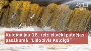 Lido zivis Kuldīgā!