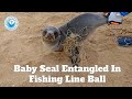 Baby Seal Entangled In Big Ball Of Fishing Line