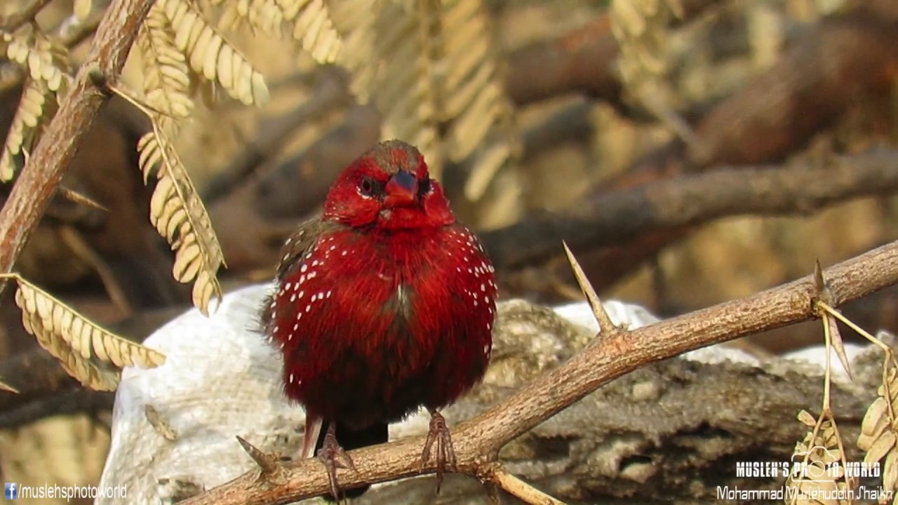 Strawberry finch preening.... 