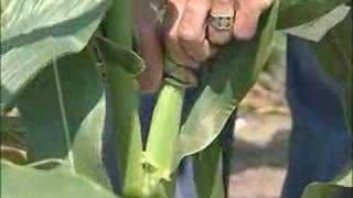 Pollination Methods: Corn