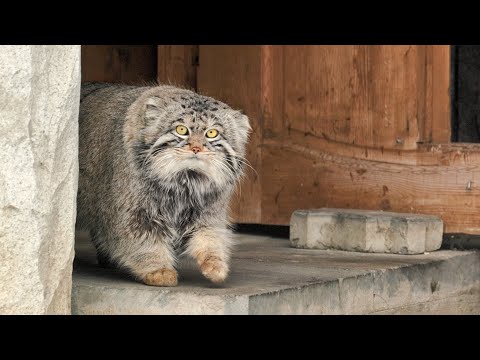 Видео: Манул Тимофей охотится!