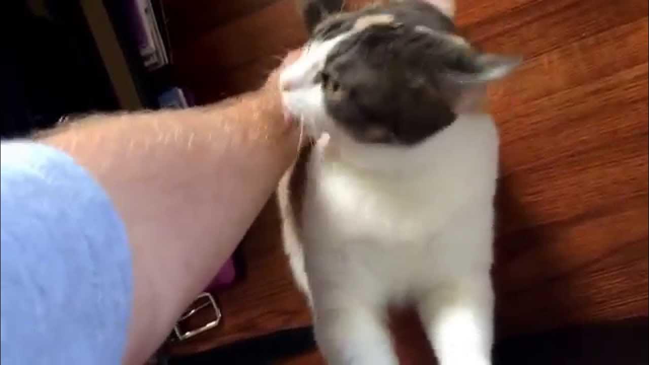 Cat licks fast when scratched YouTube