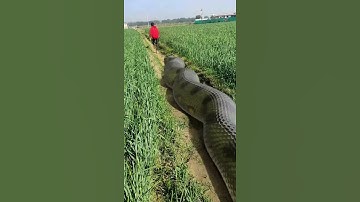 Thumbnail of Anaconda Snake Chasing Boy video 🐍 #Shorts