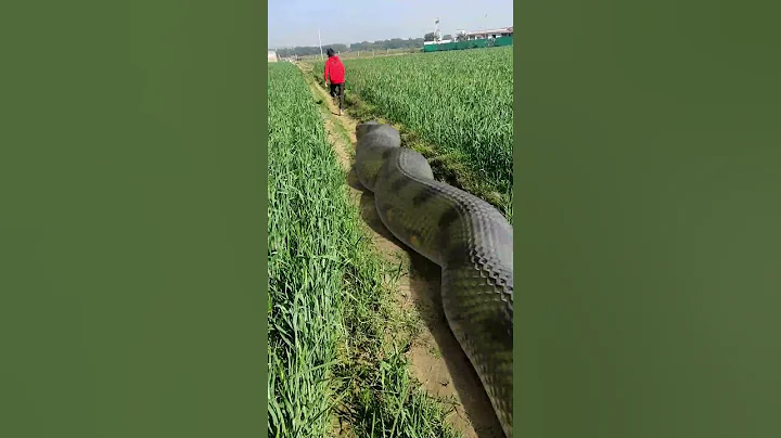 Anaconda Snake Chasing Boy video 🐍 #Shorts - DayDayNews