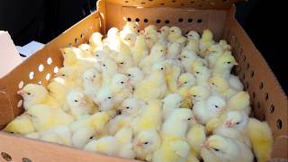 Big changes: 120 new chicks!