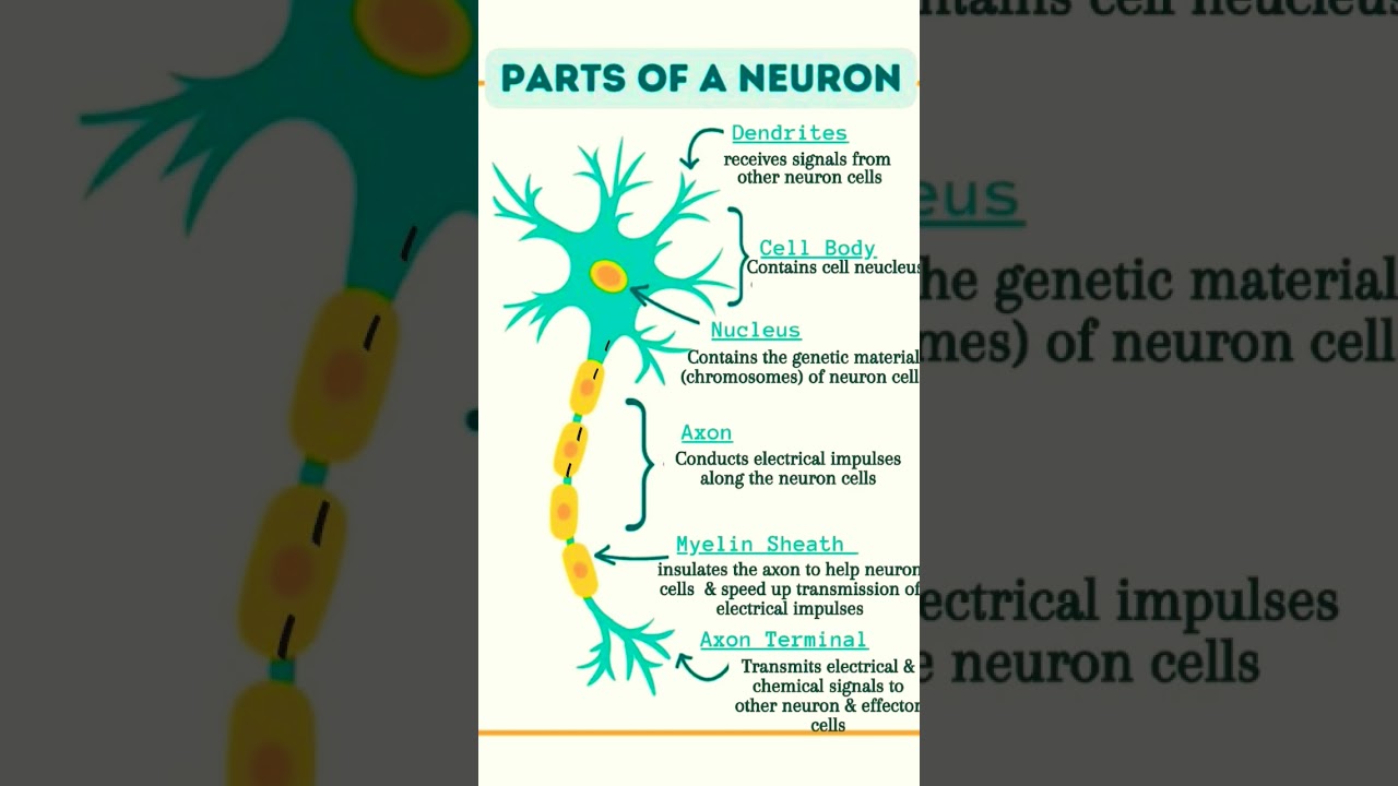 Neuron 
