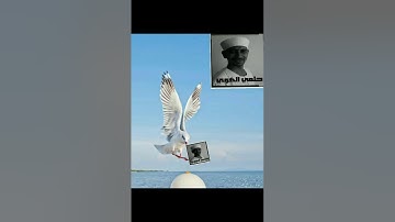 سورة القصص ربع ١ حلمي الهوي