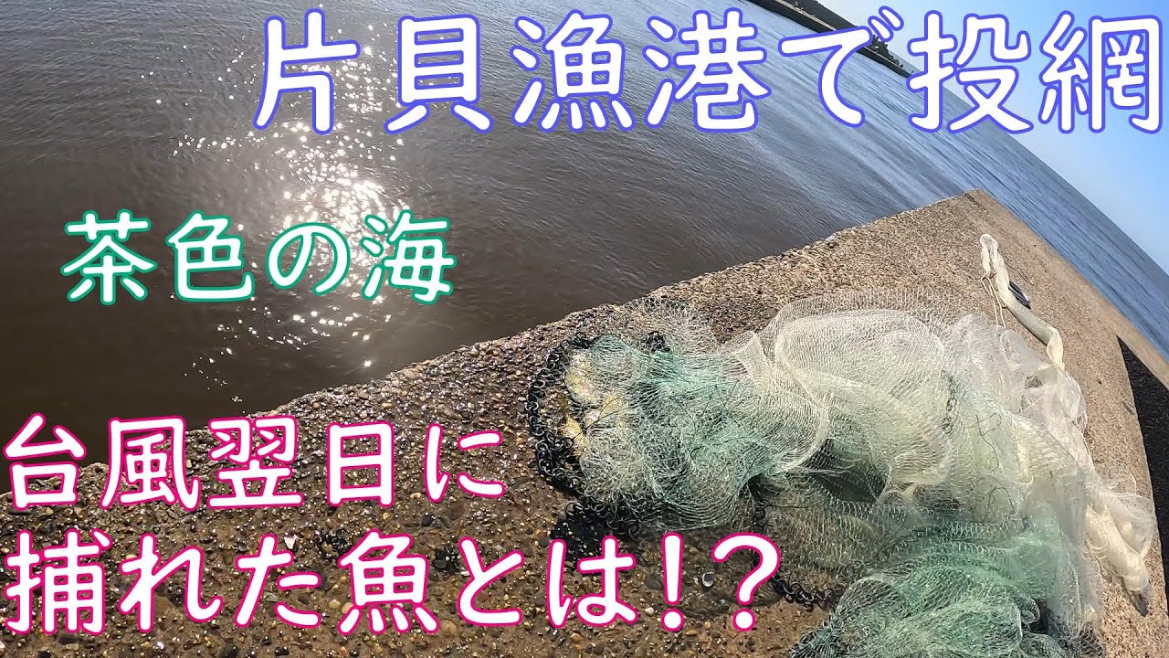 【投網】台風翌日に茶色に濁った片貝漁港で投網を打った結果はいかに！？【夏の海】