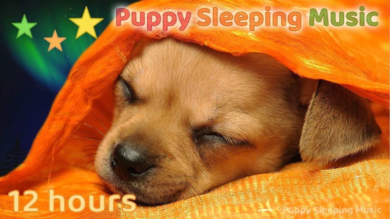 Sleep Music for Dogs ♫ Soothing Music for Dogs to Calm Down, Relax