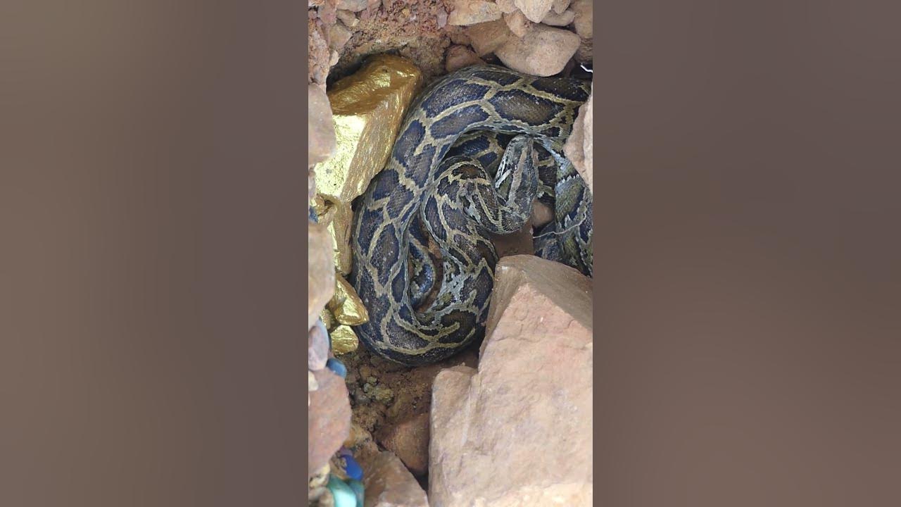 Digging up for Treasure worth millions dollar from Huge Nuggets of Gold ...