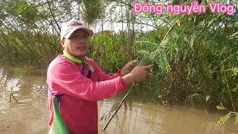 Mùa Nước Nổi Trên Sông " Vàm  Nao" - Miền Tây-An Giang.