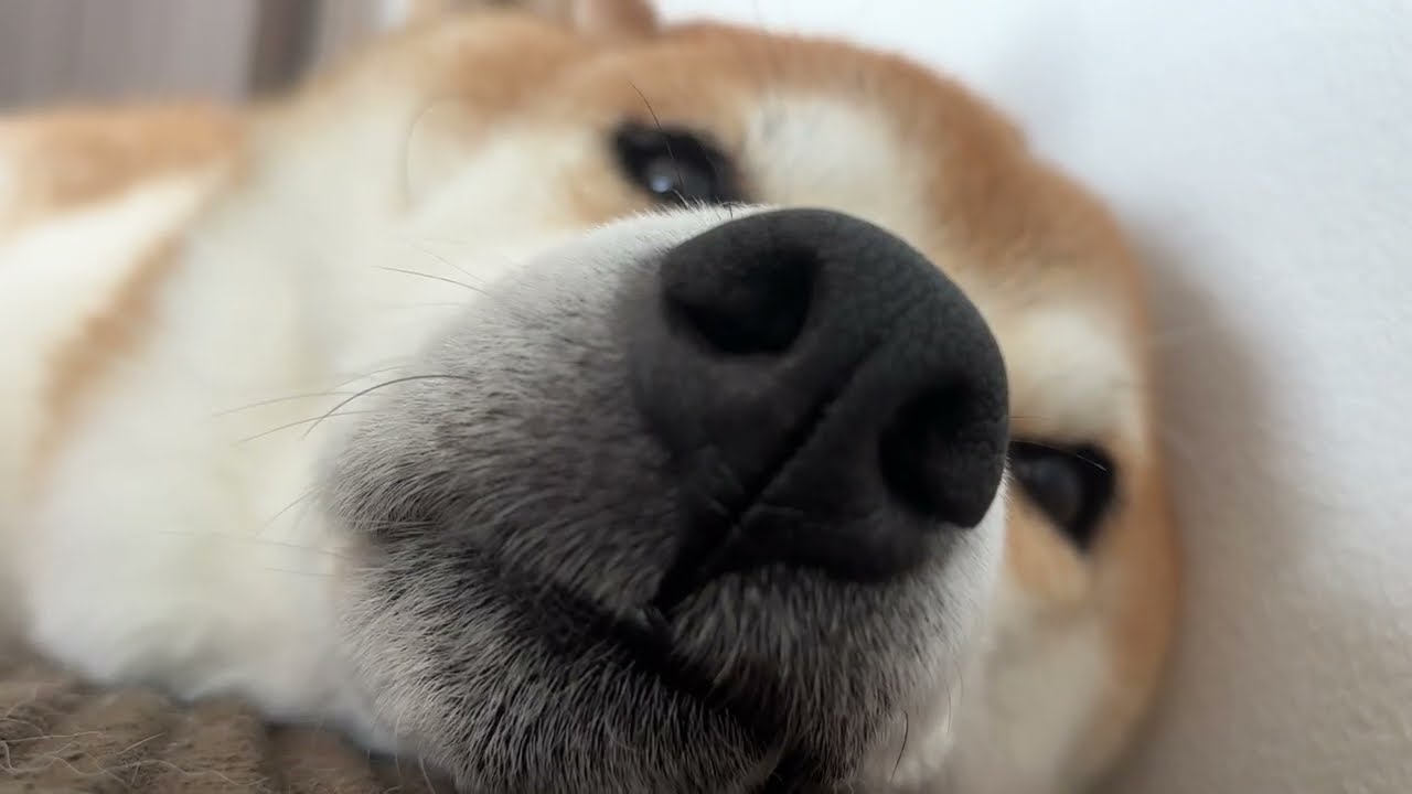 Close-Up Watch Party: Sleeping Shiba Inu 😴🐕