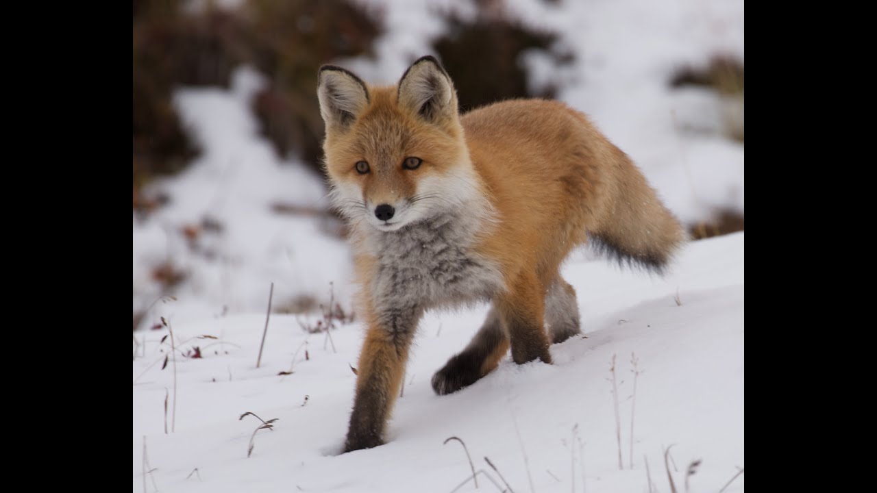 The Fox 