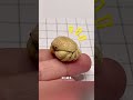 那些动物界的雷霆名字! #万万没想到 #娱乐评论大赏