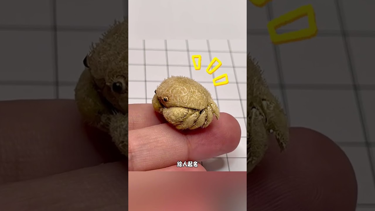 那些动物界的雷霆名字! #万万没想到 #娱乐评论大赏