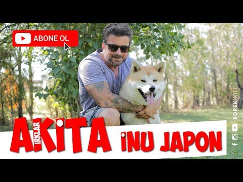 Köpek Irkları - Japon Akita İnu