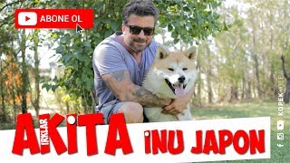 Dog Breeds  Japanese Akita Inu