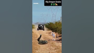 Big Dragon Snake VFX Video🐉🐉🐆#shorts #vfx #trending #animals