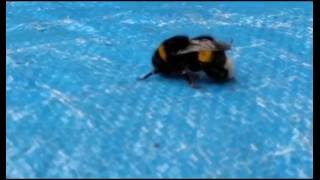 Beautiful Bumble Bee Grooming Itself (Close up)