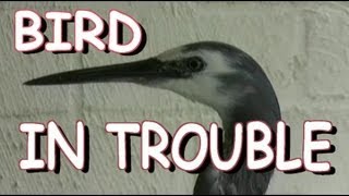 bird having trouble flying 2