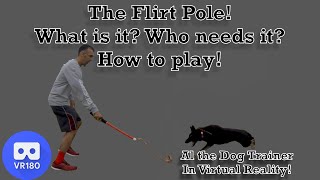 The Flirt Pole! What Is It? Who Needs it?  How to play.  In Virtual Reality! by Longoriahaus Dog Training 3,374 views 4 years ago 8 minutes, 23 seconds