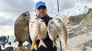 TREMENDA JORNADA DE SURFCASTING  SARGO Y HERRERA MUY BUENA ACTIVIDAD