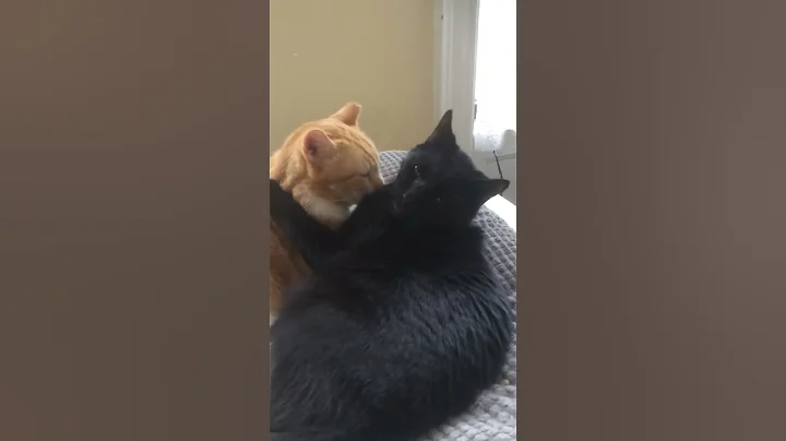 Ginger s Tito