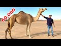ചുടാനായി ഒരു ഒട്ടകത്തിനെ വാങ്ങി | I Bought A Camel Rs.60,000