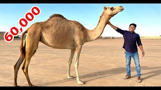 ചുടാനായി ഒരു ഒട്ടകത്തിനെ വാങ്ങി | I Bought A Camel Rs.60,000