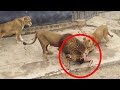 शेरो को अचानक आदमी पर फेंका गया / जानवरों ने इंसानों पर हमला किया