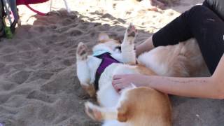 Corgi beach day fun! by trinketbaby 829 views 10 years ago 1 minute, 25 seconds