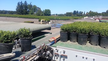 Trimming and spacing with forks systems