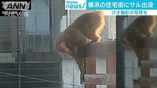 横浜にサルが来た　暖かさにつられ？街中ウロチョロ(19/02/18)