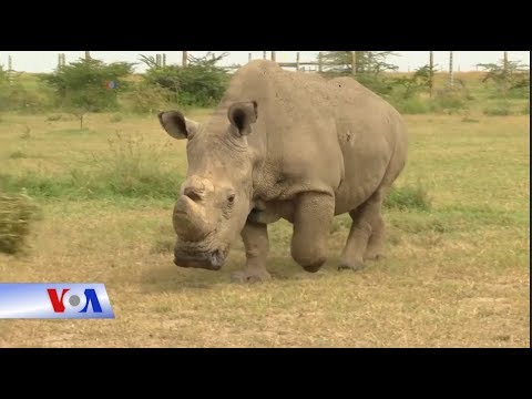 Video: Tê Giác Trắng Là Ai