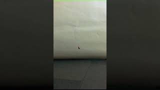 Bouncing Motion of Loquat Seeds