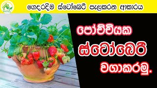 ගෙදරදීම ස්ටෝබෙරි වගා කරගන්නා රහස / How to Grow Strawberries in pot
