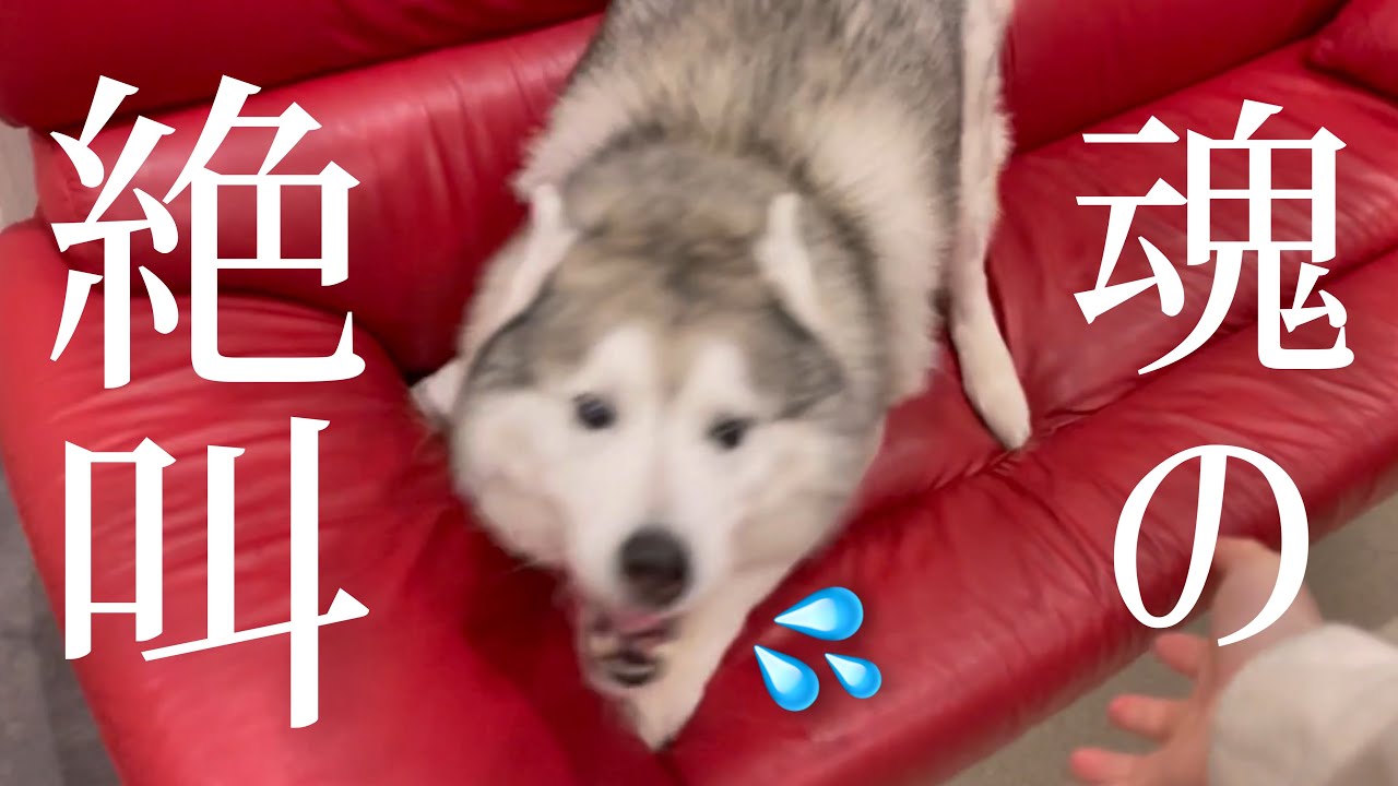 絶叫するビーバー的youtube视频效果分析报告 Noxinfluencer