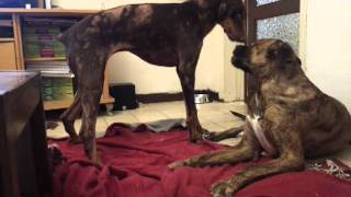 Fila brasileiro com doberman Clearance