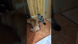 cat videos #cats #cat #shortvideo  #catshorts #orangecat #animals #animallover #catoutdoor #ragdolls
