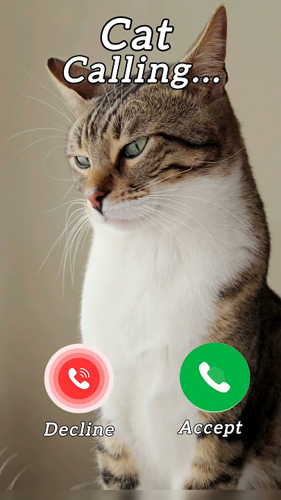#ringtone #ring #ringtones #nadaderingtelepon #smartphone #cat #catshorts #catvideos #iphone #money