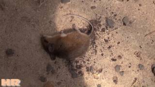 ⟹ Mice in the greenhouse | lessons learned | mice, vole, birds, rats 2017