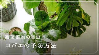 観葉植物の害虫 コバエの予防方法 Youtube