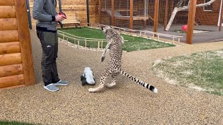 Cheetah and a cordless car.