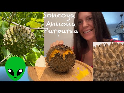 Video: Annona - Krējuma ābols