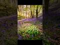 Bluebell Forest Magic 🌿✨ You Won’t Believe This Exists!