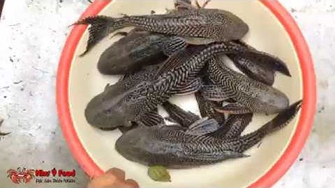 THẢ LƯỚI BẮT THỦY QUÁI CÁ LAU KIẾNG VỀ NƯỚNG ĂN | Món Ăn Dân Dã